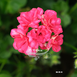 糖果粉 垂吊天竺葵蔓天包对版小天花苗四季盆栽阳台花卉品种雀园