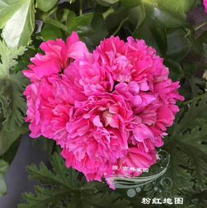 粉红地图 垂吊天竺葵蔓天包对版小天花苗四季盆栽阳台花卉雀园