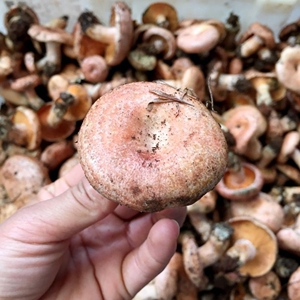 贵州新鲜野生食用松树菌寒菌松乳菇美味炖汤蘑菇草菇谷熟菌纵树菌