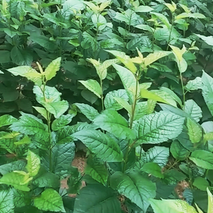 老品种 农家土樱桃苗小樱桃树苗 南北方草樱苗嫁接大樱桃砧木0人付款