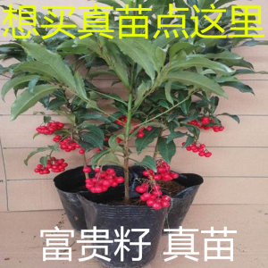 富贵籽朱砂根苗红凉伞带籽苗大小苗盆栽子万两金紫金牛花卉真苗