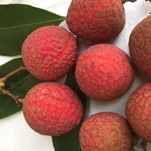 从化特产荔枝怀枝槐枝新鲜甜包邮5斤现摘现发广东广州水果当季