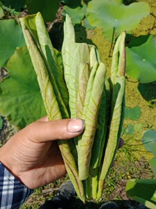 新鲜嫩荷叶尖头现摘天然嫩荷叶嫩尖尖野生蔬菜微山湖莲藕叶500g