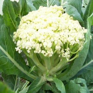 散菜花新鲜松花菜