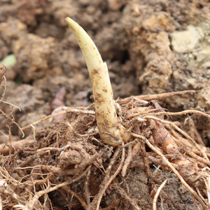 801人付款天猫阳荷姜种根贵州阳荷种根1斤包邮洋荷