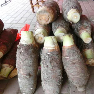 正宗乐昌张溪香芋王炮弹芋头 新鲜蔬菜特产巨香糯粉大包邮