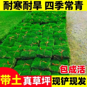 草皮真草带泥土草坪种子别墅庭院绿化马尼拉剪股颖台湾草果岭草籽