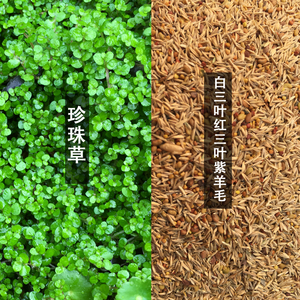 假山盆景珍珠草种紫羊茅吸水石专用迷你对叶水草种子鱼缸造景草籽