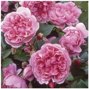 修女伊丽莎白月季