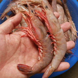 温岭白皮毛虾 新鲜野生鹰爪虾东海大虾对虾 海鲜水产白虾沙虾海虾