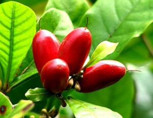 新品新鲜神秘果蜜拉圣果神奇变味果改变味觉吃酸变甜20颗带叶子