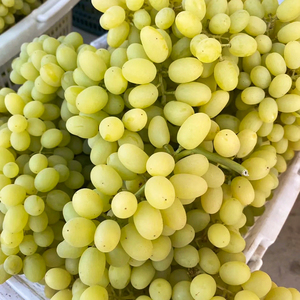 新疆吐鲁番无核白葡萄5斤新鲜水果10整串水晶马奶提子甜顺丰包邮