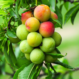 【现货闪发】酸脆三月李5斤新鲜水果李子三华李青脆李珍珠李包邮