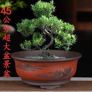 紫砂花盆特大号盆景盆cm大圆盆景盆梅花金弹子套盆碗盆盆景盆特大