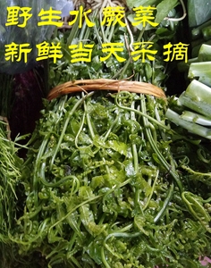 云南特产新鲜野菜水蕨菜傣味蕨菜酒店餐厅食材新鲜蕨菜满5斤包邮
