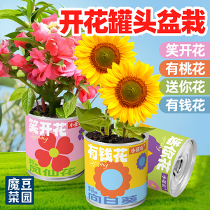儿童种植小盆栽植物罐头办公室绿植室内向日葵凤仙花桌面创意礼物