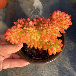 99多肉  钻石葡萄 春萌缀化 非常香好养