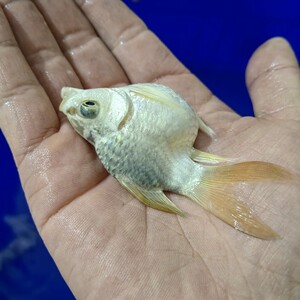 【台湾蝴蝶龙鲤鱼鱼苗】台湾蝴蝶龙鲤鱼鱼苗品牌,价格 - 阿里巴巴