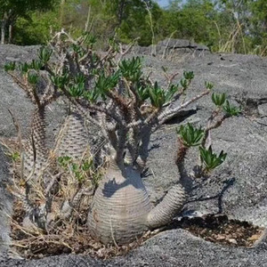 安博棒槌pachypodiumambongienes块根多肉植物迪氏棒槌夹竹桃棒槌