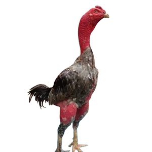 受精蛋越南鬼子斗鸡蛋泰国都鸡蛋缅甸都鸡蛋斗鸡活体鬼大官小斗鸡