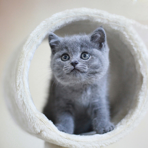 合肥出售蓝猫活体纯种幼猫英国短毛猫异瞳英短蓝猫折耳宠物猫