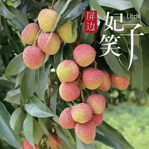 云南屏边特产妃子笑空运发货