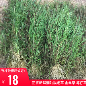 猫毛草金丝草新鲜黄毛草现采猫仔草墙头竹笔仔草干货500g包邮