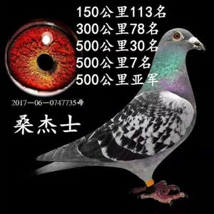 詹森远程特比公棚赛鸽圆环天落鸟卜二虎阿里巴巴为您推荐信鸽鸽环产