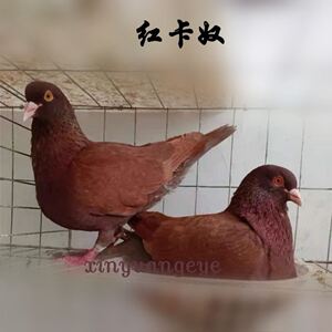 红卡奴鸽幼鸽慕利门火凤凰成绩鸽公棚赛鸽鸽子活体一对黄金甲信鸽