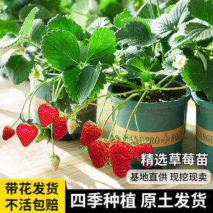 奶油草莓苗盆栽带盆土章姬食用红颜四季结果南方阳台新苗种植苗秧