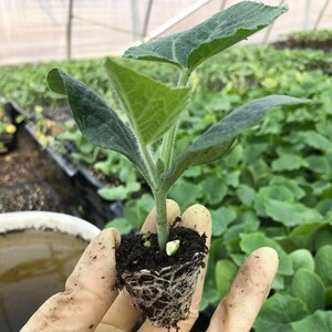 蔬菜苗南瓜苗扁豆西葫芦苗春季秋季苦瓜种籽西瓜四季阳台盆栽幼苗