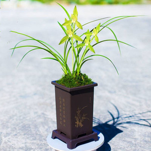 【慈恩素】兰花细叶春兰名贵浓香型小叶兰草花兰花苗大众国兰素花