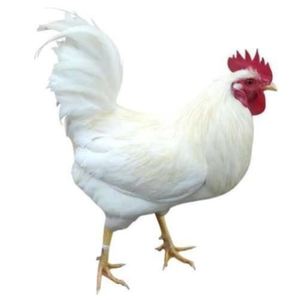 药引三白鸡白公鸡活白母鸡新鲜正宗白公鸡笨鸡纯白活的大白公鸡