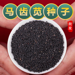 80zhangasdfghjkl88淘宝荷兰马齿苋种子大叶蚂蚱菜长寿菜五行草食用