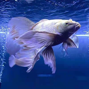 观赏鱼台湾蝴蝶鲤小鱼苗短身球体狮子头大长尾锦鲤耐活冷水鱼活体