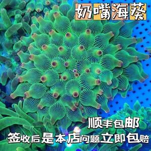 奶嘴海葵小丑鱼共生紫头海葵观赏活体珊瑚荧光绿奶嘴海葵软体地毯
