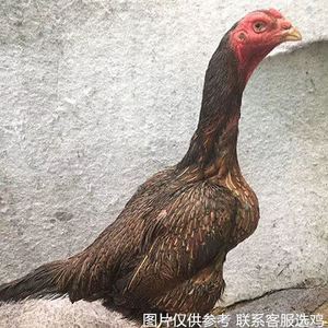 抹茶绿钻淘宝斗鸡母越南母斗鸡鬼子缅甸母鸡活体鸡中原斗鸡非本地