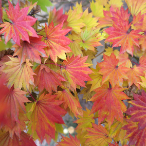 00小米的枫树花园旗舰店