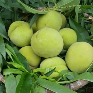 新鲜脆甜青桃水果包邮当季蒙阴蟠桃大水蜜桃毛桃整箱桃子特大5新