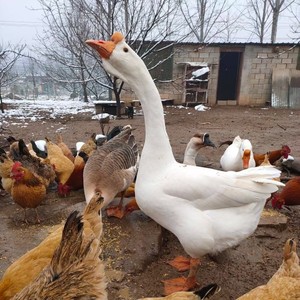 黑龙江东北农家散养白条鹅笨大鹅整只鹅肉带内脏变质包赔现杀包邮