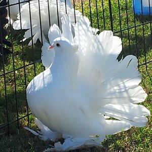 观赏鸽孔雀开屏凤尾鸽子黄凤凰尾鸽普通凤尾鸽受精蛋可孵化种蛋