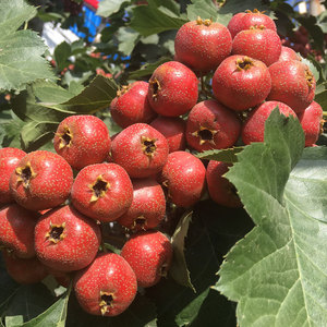 山楂果新鲜特级野生