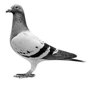 鸽子活体瓦灰雨点信鸽种鸽公母一对红色赛鸽归巢鸽天落鸟包邮原配