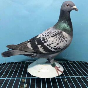 2020台鸽天落信鸽天落鸟信鸽受精卵鸽子信鸽种鸽赛鸽种蛋