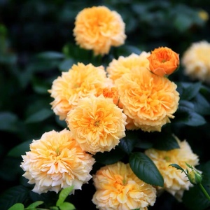 灌木月季 利亚图图 超级重瓣品种甜香味勤花耐寒抗病性强可做藤本