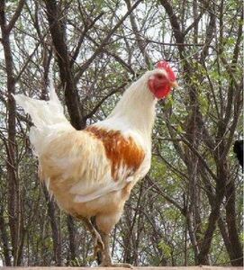 农家公鸡红腰白公鸡药引子散养土鸡青腿白公鸡笨鸡白毛鸡母鸡活