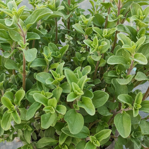 马郁兰盆栽苗 西餐披萨草 马约兰 甘牛至 可食用芳香植物原土发货