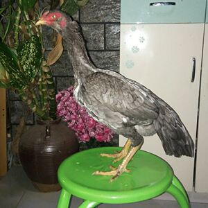 泰国母斗鸡  缅甸母斗鸡  版纳母斗鸡 母斗鸡活寄