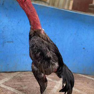 4斤纯种越南鬼子斗鸡 中原斗鸡 打架鸡 鬼子斗鸡