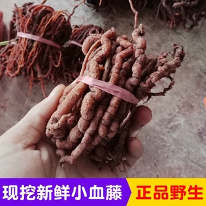 苗家黑骨血藤小红藤泡茶大血藤野生现摘龙血竭植物刺拉拉藤中草药